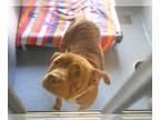 American Pit Bull Terrier Mix DOG FOR ADOPTION RGADN-1260682 - REBA RED - Pit