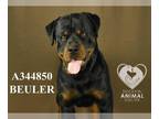 Rottweiler DOG FOR ADOPTION RGADN-1260689 - BEULER - Rottweiler (medium coat)