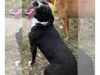 American Pit Bull Terrier Mix DOG FOR ADOPTION RGADN-1260693 - RUFUS - American