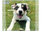 Australian Terrier Mix DOG FOR ADOPTION RGADN-1260694 - *ROCCO - Australian