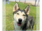 Mix DOG FOR ADOPTION RGADN-1260695 - *DUCHESS - Husky (medium coat) Dog For