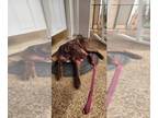 Great Dane DOG FOR ADOPTION RGADN-1260708 - Fancy - Great Dane Dog For Adoption