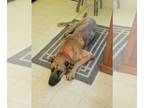 Great Dane-Greyhound Mix DOG FOR ADOPTION RGADN-1260709 - Achoo - Great Dane /