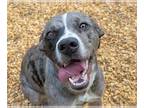 Catahoula Leopard Dog Mix DOG FOR ADOPTION RGADN-1260714 - Delta - Catahoula