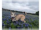 Huskies Mix DOG FOR ADOPTION RGADN-1260728 - Sky - Husky / Mixed (long coat) Dog