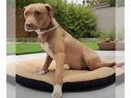 American Pit Bull Terrier Mix DOG FOR ADOPTION RGADN-1260729 - WHITE SOCKS - Pit