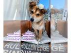 Shiba Inu Mix DOG FOR ADOPTION RGADN-1260733 - ANGELA - Shiba Inu / Mixed (short