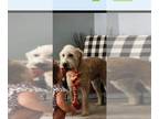 Mix DOG FOR ADOPTION RGADN-1260743 - Winston - Wheaten Terrier Dog For