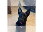 Shepradors DOG FOR ADOPTION RGADN-1260744 - Mabel - German Shepherd Dog /