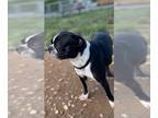 Buggs DOG FOR ADOPTION RGADN-1260754 - Sweetie - Boston Terrier / Pug / Mixed