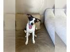 Jack Russell Terrier Mix DOG FOR ADOPTION RGADN-1260756 - Ritz Cracker - Jack