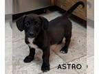 Dorgi DOG FOR ADOPTION RGADN-1260762 - ASTRO - Dachshund / Corgi / Mixed Dog For