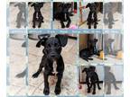Dorgi DOG FOR ADOPTION RGADN-1260764 - APOLLO - Dachshund / Corgi / Mixed Dog