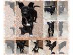 Australian Kelpie-Dachshund Mix DOG FOR ADOPTION RGADN-1260767 - LANA -