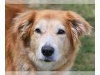 Golden Retriever Mix DOG FOR ADOPTION RGADN-1260792 - Korra - Golden Retriever /