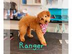 Poochon DOG FOR ADOPTION RGADN-1260794 - Ranger - Bichon Frise / Poodle
