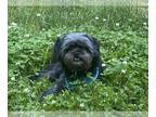 Shih Tzu DOG FOR ADOPTION RGADN-1260799 - Astro - Shih Tzu Dog For Adoption