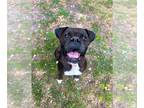 Boxer DOG FOR ADOPTION RGADN-1260815 - Bonnie IV - Boxer Dog For Adoption