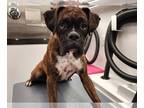 Boxer DOG FOR ADOPTION RGADN-1260816 - Harley V - Boxer Dog For Adoption