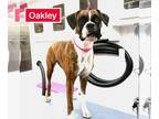 Boxer DOG FOR ADOPTION RGADN-1260817 - Oakley III - Boxer Dog For Adoption