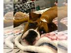 Boxer DOG FOR ADOPTION RGADN-1260818 - Athena IV - Boxer Dog For Adoption