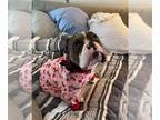 American Pit Bull Terrier DOG FOR ADOPTION RGADN-1260820 - Harley Quinn - Pit