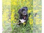 Pug Mix DOG FOR ADOPTION RGADN-1260825 - Jango - Pug / Mixed Dog For Adoption