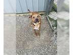 Boxer Mix DOG FOR ADOPTION RGADN-1260828 - Jax - Boxer / Terrier / Mixed Dog For