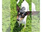 Rat Terrier Mix DOG FOR ADOPTION RGADN-1260829 - Darwin - Rat Terrier / Mixed