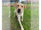 Labrador Retriever Mix DOG FOR ADOPTION RGADN-1260830 - Rosie Dawn - Labrador