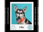 Mix DOG FOR ADOPTION RGADN-1260846 - Ellie 051824 - Husky Dog For Adoption