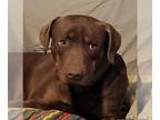 Labrador Retriever Mix DOG FOR ADOPTION RGADN-1260847 - CODA - Labrador