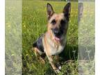 German Shepherd Dog Mix DOG FOR ADOPTION RGADN-1260864 - Ethel - German Shepherd
