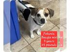 Beagle Mix DOG FOR ADOPTION RGADN-1260880 - Petunia - Beagle / Mixed Dog For