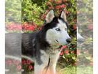 Mix DOG FOR ADOPTION RGADN-1260887 - Tojo - Husky (short coat) Dog For