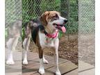 Beagle Mix DOG FOR ADOPTION RGADN-1260891 - Sangria - Beagle / Terrier / Mixed