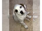 Labrador Retriever DOG FOR ADOPTION RGADN-1260892 - Labrador retriever puppy Max
