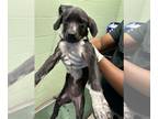 Labrador Retriever Mix DOG FOR ADOPTION RGADN-1260929 - MONA - Labrador