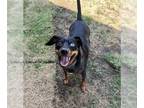 Dachshund Mix DOG FOR ADOPTION RGADN-1260931 - CHESTER - Dachshund / Australian