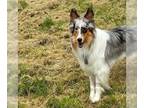 Collie DOG FOR ADOPTION RGADN-1260940 - Roxy - Collie (medium coat) Dog For