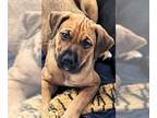 Labrador Retriever Mix DOG FOR ADOPTION RGADN-1260941 - Darla - Labrador
