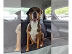 American Staffordshire Terrier-Rottweiler Mix DOG FOR ADOPTION RGADN-1260945 -