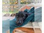 Labrador Retriever Mix DOG FOR ADOPTION RGADN-1260947 - Baloo - Labrador
