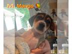 Beagle DOG FOR ADOPTION RGADN-1260949 - Mango - Beagle Dog For Adoption