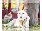 Mix DOG FOR ADOPTION RGADN-1260957 - Snow - White German Shepherd Dog For