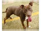 American Staffordshire Terrier-Rhodesian Ridgeback Mix DOG FOR ADOPTION