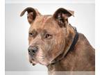 American Pit Bull Terrier DOG FOR ADOPTION RGADN-1260967 - MAZUNO - Pit Bull