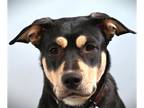Rottweiler Mix DOG FOR ADOPTION RGADN-1260968 - SOOKI - Rottweiler / Mixed