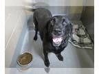 Labrador Retriever DOG FOR ADOPTION RGADN-1260975 - SAMANTHA - Labrador