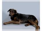 German Shepherd Dog Mix DOG FOR ADOPTION RGADN-1260986 - ROAMY - German Shepherd